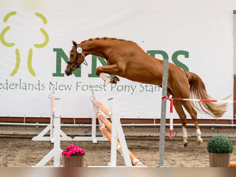 New Forest Pony Merrie 4 Jaar 136 cm Donkere-vos in donkerbroek