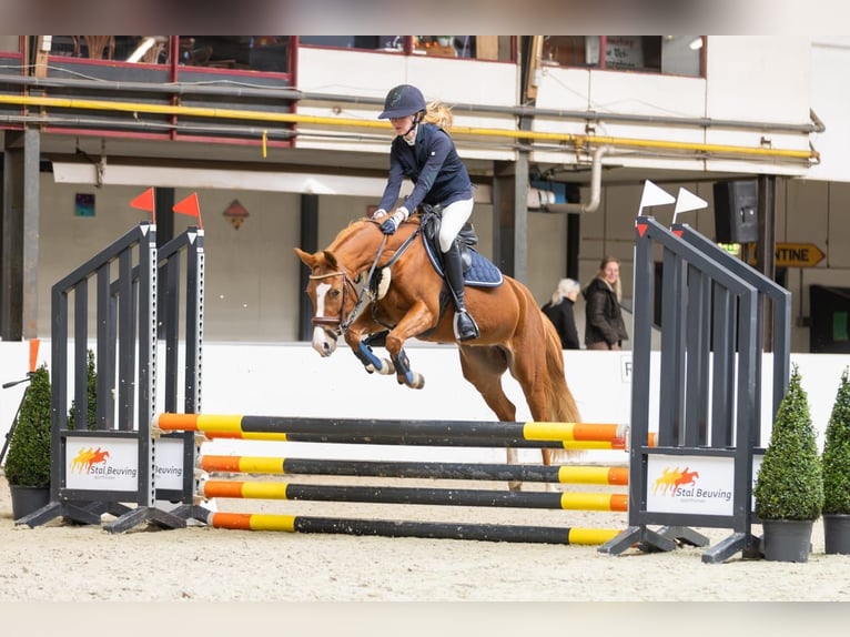 New Forest Pony Merrie 4 Jaar 136 cm Donkere-vos in donkerbroek