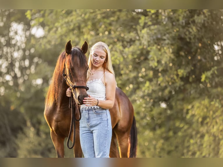 New Forest Pony Merrie 4 Jaar 140 cm Bruin in Roermond