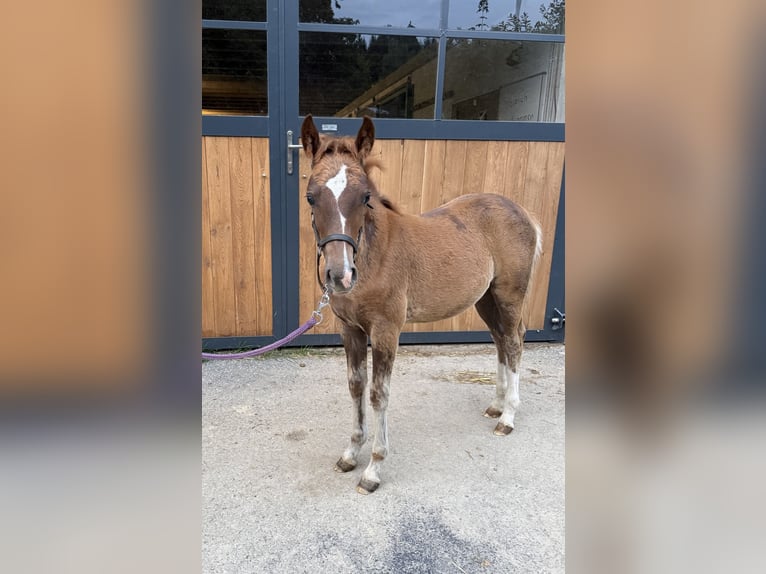 New Forest Pony Merrie 4 Jaar 147 cm Bruin in Heinzenbach