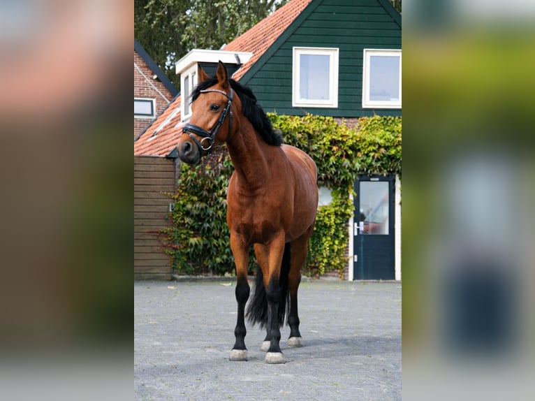 New Forest Pony Merrie 4 Jaar 148 cm Bruin in Heerhugowaard