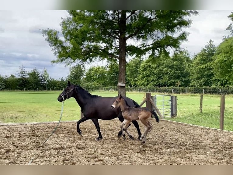 New Forest Pony Mix Merrie 5 Jaar 140 cm Bruin in Haps