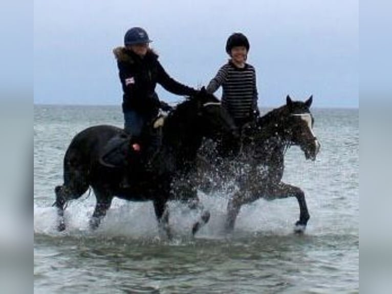 New Forest Pony Merrie 5 Jaar 140 cm Zwart in Rausdorf