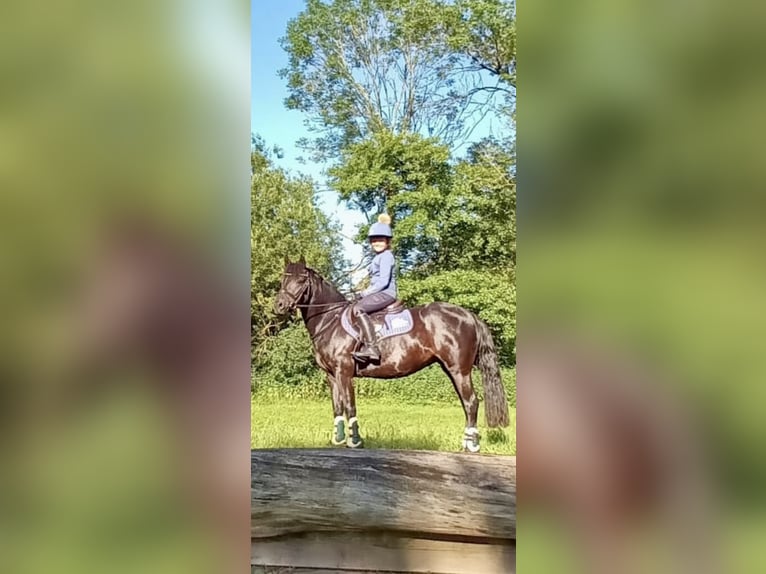 New Forest Pony Merrie 5 Jaar 140 cm Zwart in Rausdorf