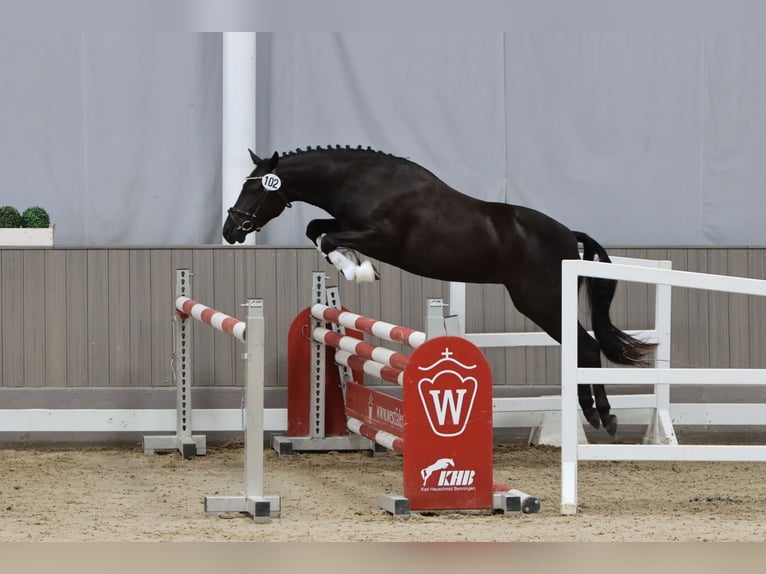 New Forest Pony Merrie 5 Jaar 140 cm Zwart in Rausdorf