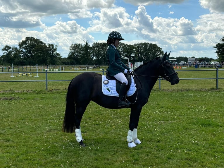 New Forest Pony Merrie 5 Jaar 140 cm Zwart in Rausdorf