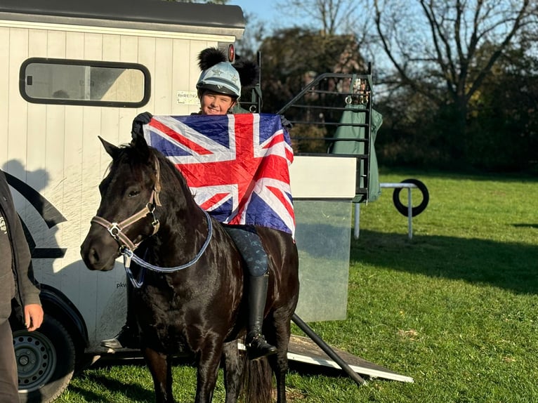 New Forest Pony Merrie 5 Jaar 140 cm Zwart in Rausdorf