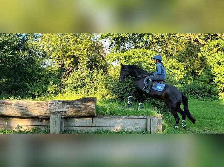 New Forest Pony Merrie 5 Jaar 140 cm Zwart in Rausdorf