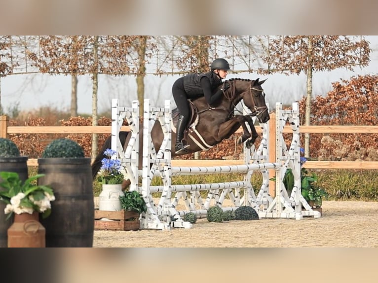 New Forest Pony Merrie 5 Jaar 145 cm Zwart in Oost West en Middelbeers