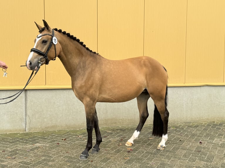 New Forest Pony Merrie 5 Jaar 147 cm Buckskin in Nunspeet