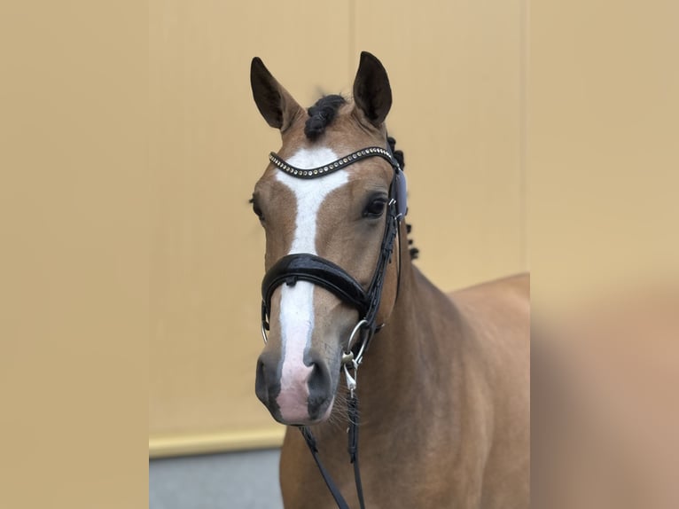 New Forest Pony Merrie 5 Jaar 147 cm Buckskin in Nunspeet