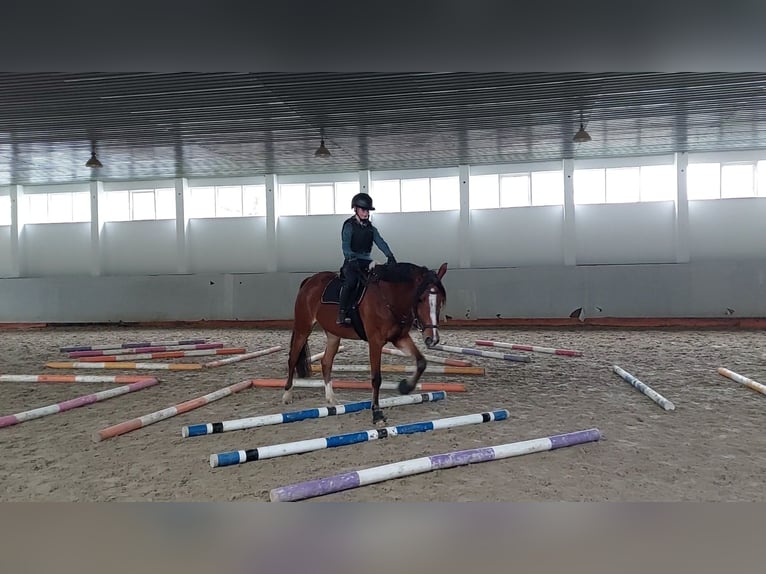 New Forest Pony Merrie 5 Jaar 163 cm Lichtbruin in Seelitz