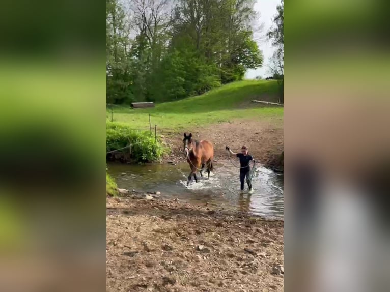 New Forest Pony Merrie 5 Jaar 163 cm Lichtbruin in Seelitz