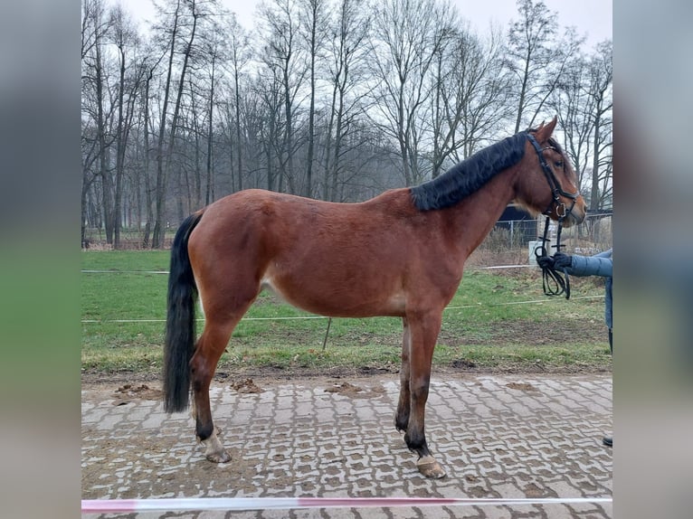 New Forest Pony Merrie 5 Jaar 163 cm Lichtbruin in Seelitz