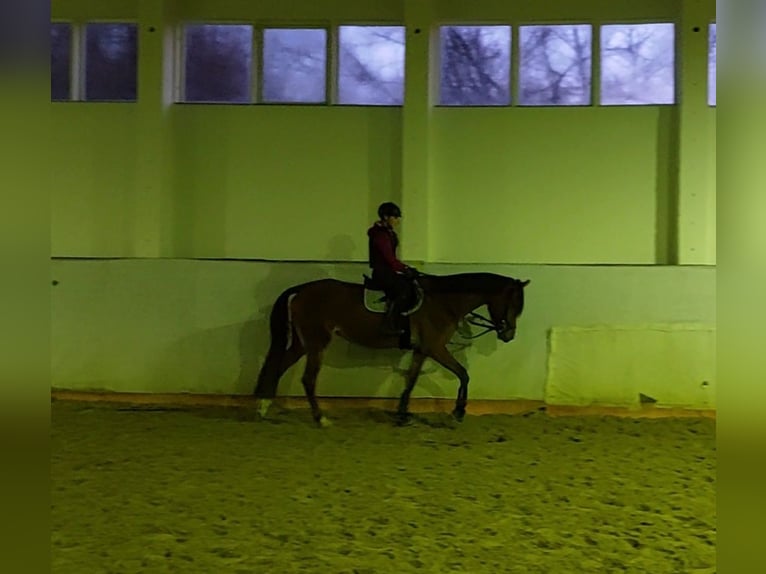 New Forest Pony Merrie 5 Jaar 163 cm Lichtbruin in Seelitz