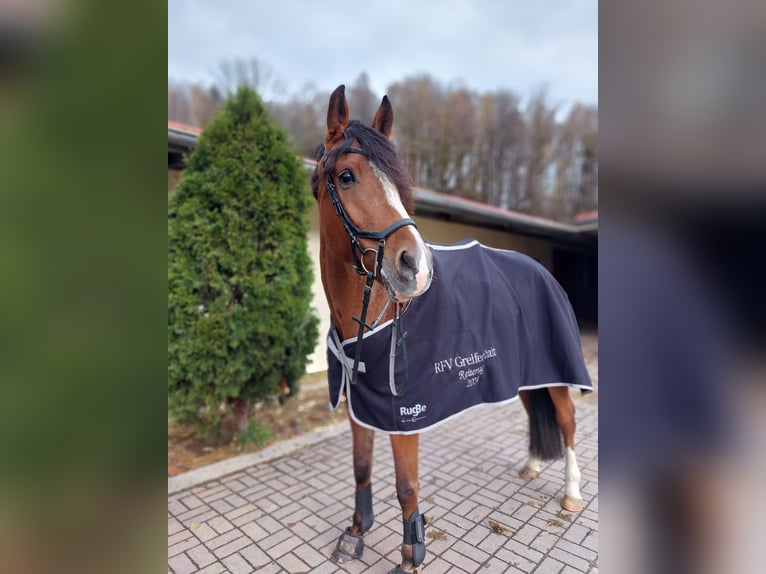 New Forest Pony Merrie 5 Jaar 163 cm Lichtbruin in Seelitz