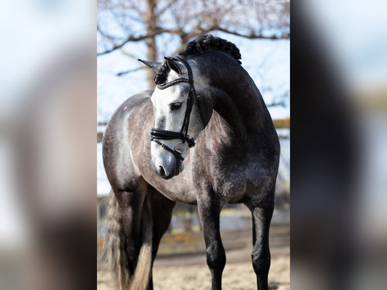 New Forest Pony Merrie 5 Jaar 165 cm Schimmel in Nussdorf