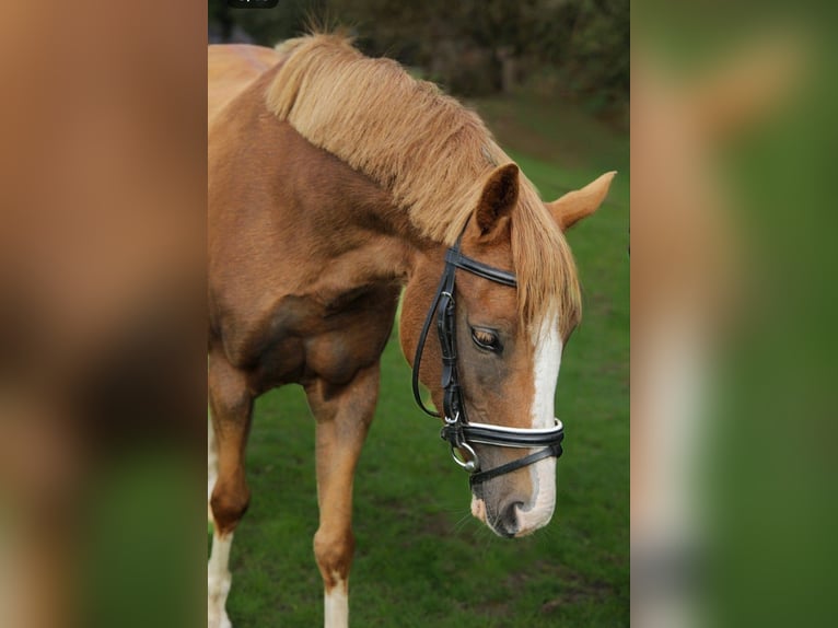 New Forest Pony Merrie 6 Jaar 135 cm  in Beilen
