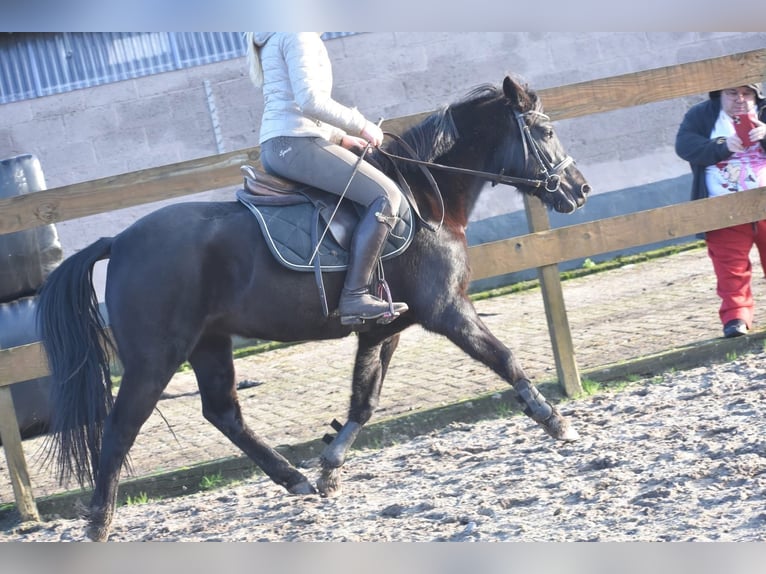 New Forest Pony Merrie 6 Jaar 138 cm Zwart in Achtmaal