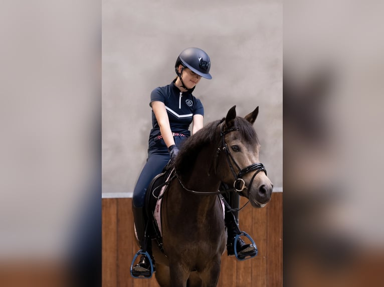 New Forest Pony Merrie 6 Jaar 145 cm in Moergestel New Forest Pony Merrie 6 Jaar 145 cm in Moergestel