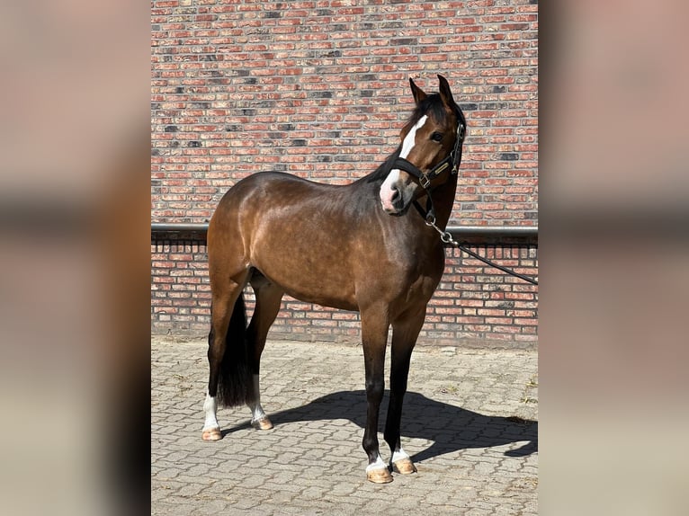 New Forest Pony Merrie 6 Jaar 148 cm Bruin in Zwartemeer