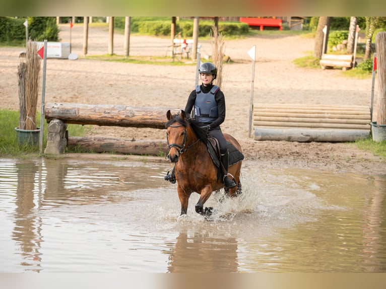 New Forest Pony Merrie 7 Jaar 137 cm Bruin in Dahme