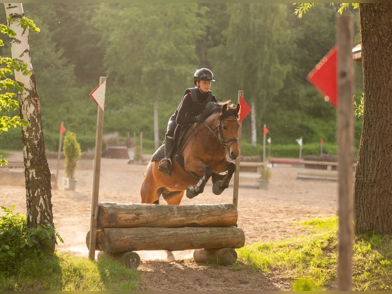 New Forest Pony Merrie 7 Jaar 137 cm Bruin in Dahme