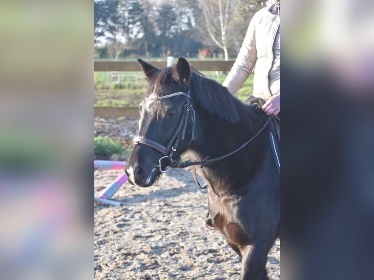 New Forest Pony Merrie 7 Jaar 138 cm Zwart in Achtmaal