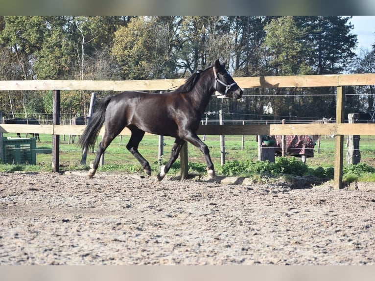 New Forest Pony Merrie 7 Jaar 138 cm Zwart in Achtmaal