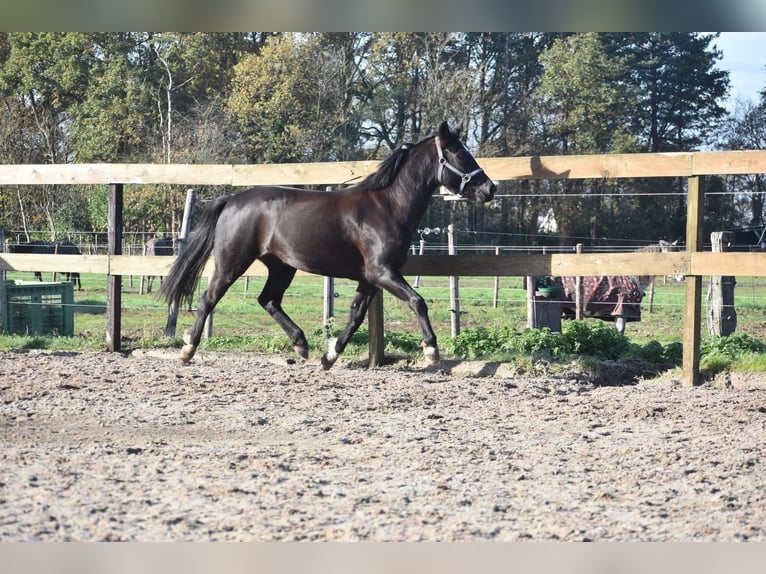 New Forest Pony Merrie 7 Jaar 138 cm Zwart in Achtmaal