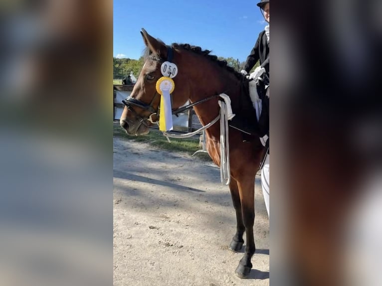 New Forest Pony Merrie 7 Jaar 142 cm Bruin in Strassen
