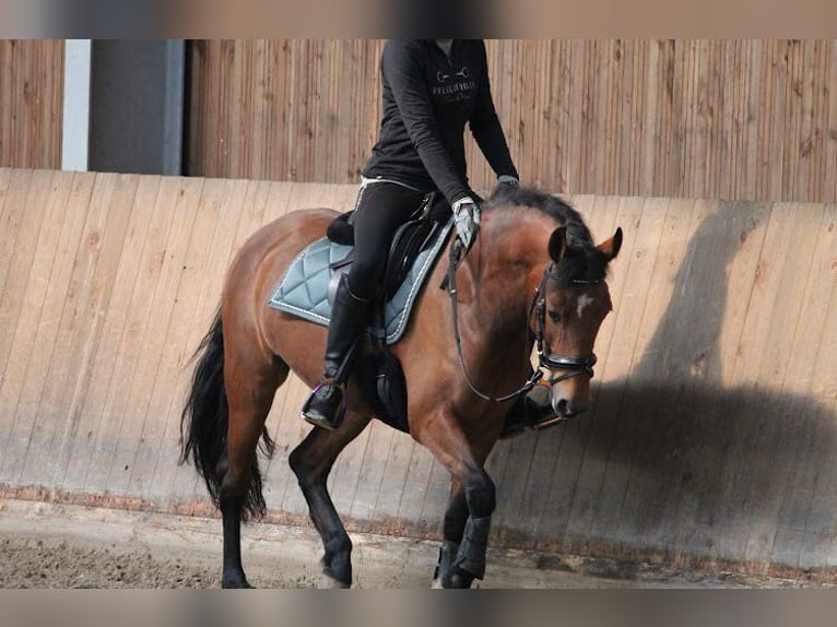 New Forest Pony Merrie 7 Jaar 142 cm Bruin in Strassen