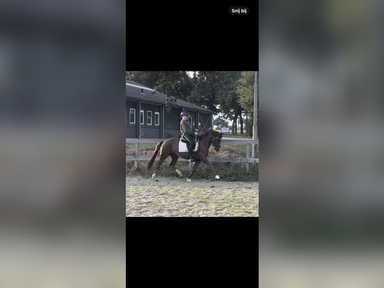 New Forest Pony Merrie 7 Jaar 147 cm Vos in Borger