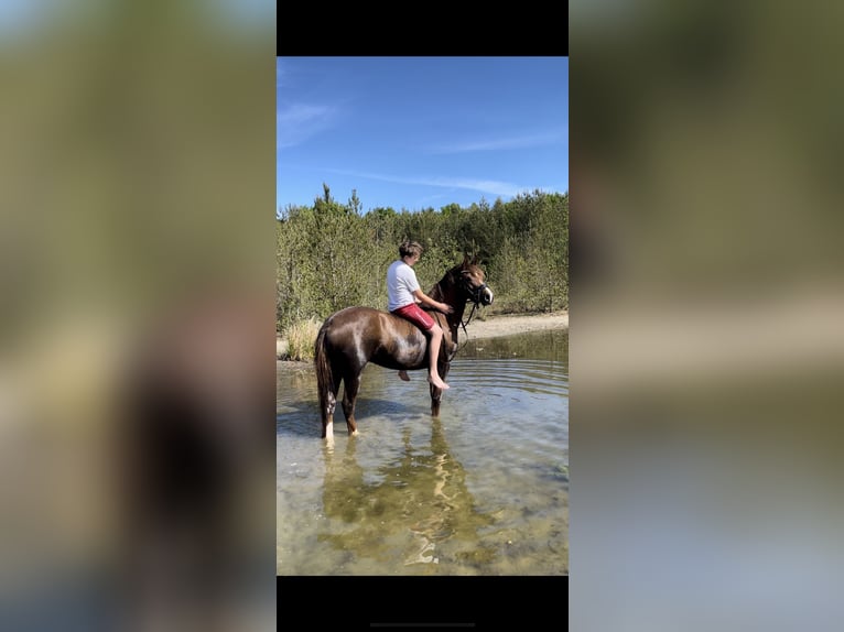 New Forest Pony Merrie 7 Jaar 147 cm Vos in Borger