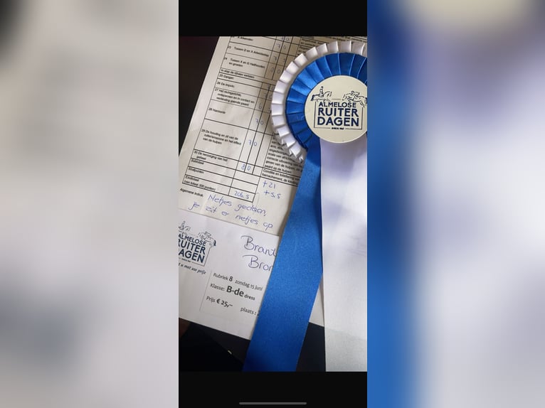 New Forest Pony Merrie 7 Jaar 147 cm Vos in Borger