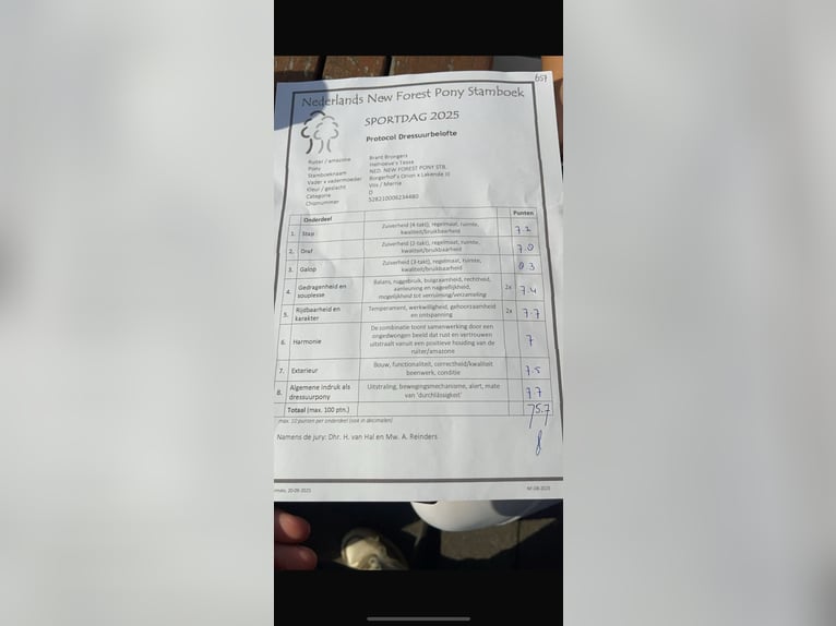 New Forest Pony Merrie 7 Jaar 147 cm Vos in Borger