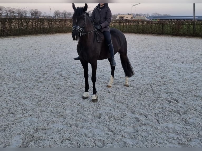 New Forest Pony Merrie 7 Jaar 148 cm Zwart in Molenweg 73 Koningsbosch