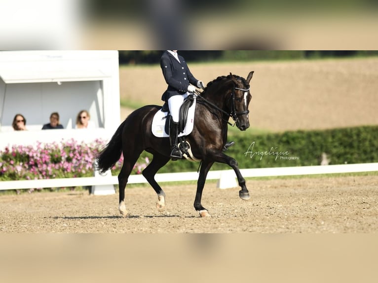 New Forest Pony Merrie 7 Jaar 148 cm Zwart in Molenweg 73 Koningsbosch