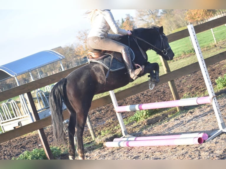 New Forest Pony Merrie 8 Jaar 138 cm Zwart in Achtmaal