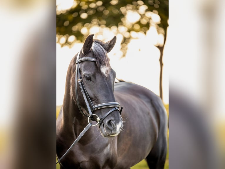 New Forest Pony Merrie 8 Jaar 138 cm Zwart in Achtmaal