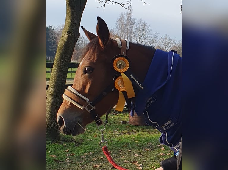 New Forest Pony Merrie 8 Jaar 142 cm Bruin in Eibergen