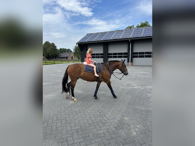 New Forest Pony Merrie 8 Jaar 143 cm Bruin in Barneveld
