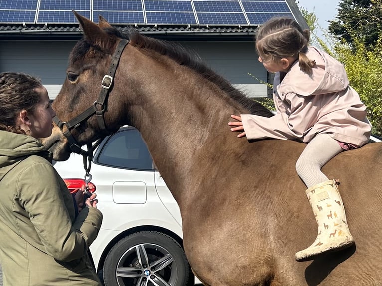 New Forest Pony Merrie 8 Jaar 143 cm Bruin in Barneveld