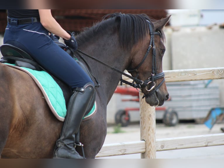 New Forest Pony Merrie 8 Jaar 146 cm Bruin in Gapinge