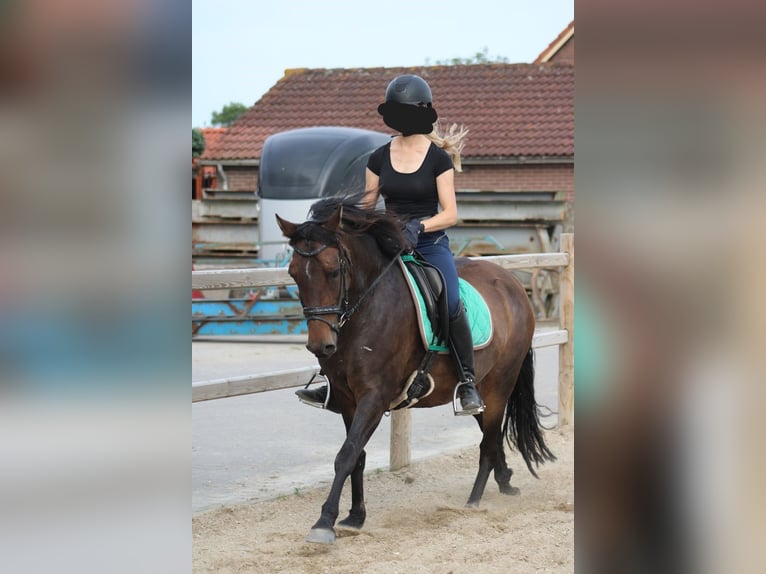 New Forest Pony Merrie 8 Jaar 146 cm Bruin in Gapinge