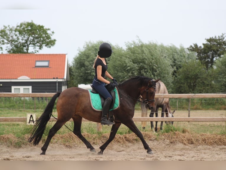 New Forest Pony Merrie 8 Jaar 146 cm Bruin in Gapinge