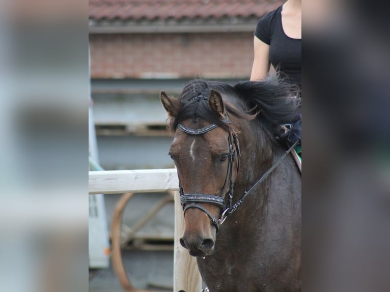 New Forest Pony Merrie 8 Jaar 146 cm Bruin in Gapinge