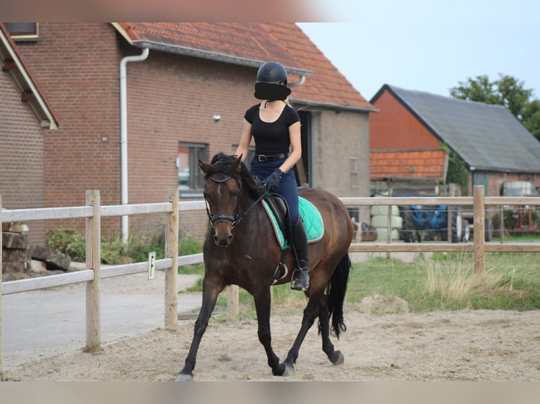 New Forest Pony Merrie 8 Jaar 146 cm Bruin in Gapinge