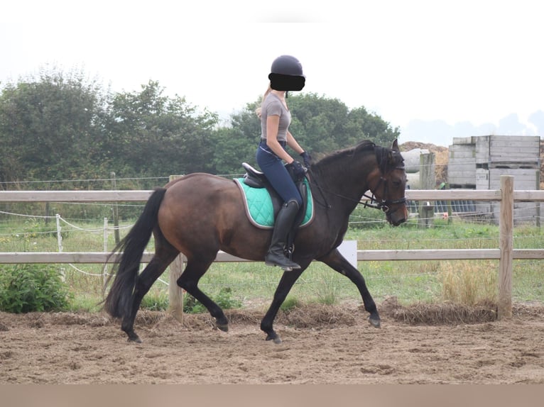 New Forest Pony Merrie 8 Jaar 146 cm Bruin in Gapinge