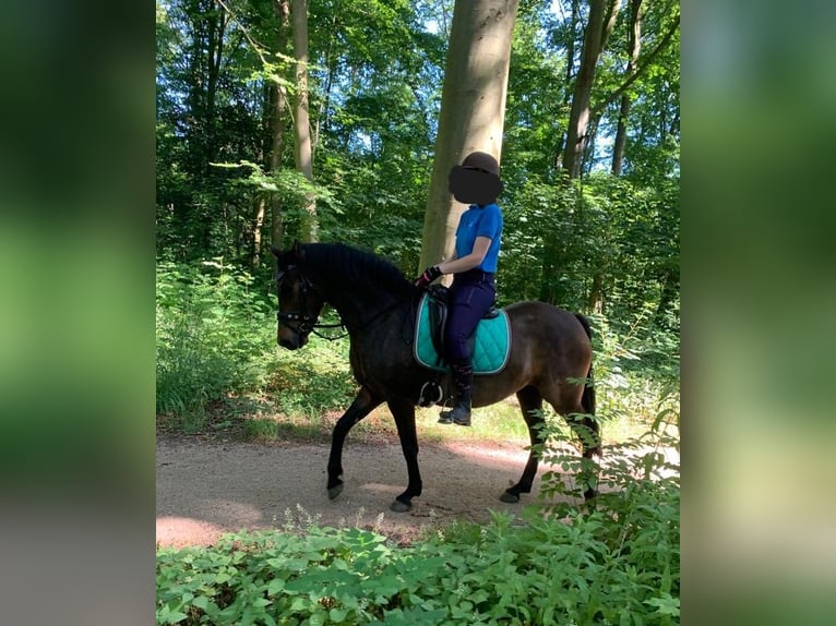 New Forest Pony Merrie 8 Jaar 146 cm Bruin in Gapinge